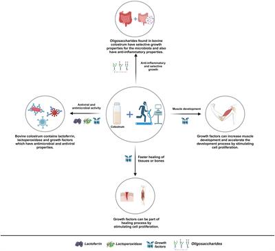 Exploring the impact of colostrum supplementation on athletes: a comprehensive analysis of clinical trials and diverse properties